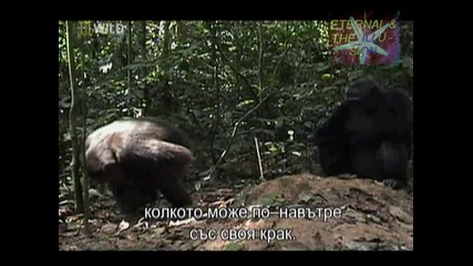 ! Хора и маймуни - 02, Прилики и разлики, National Geographic Wild 