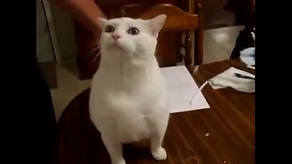 Котка полудява когато я почешат по гърбът :д:д 