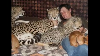 Жена,която гледа лъвове,тигри и гепарди в дома си