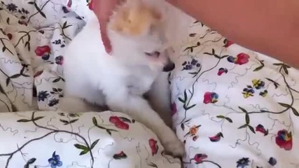 Мъничко кученце