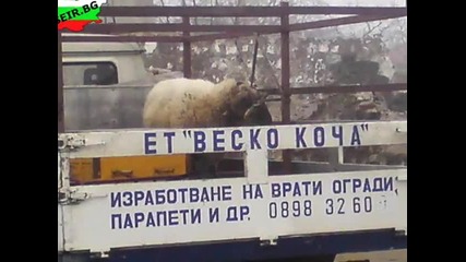 Това може да се случи само в България!