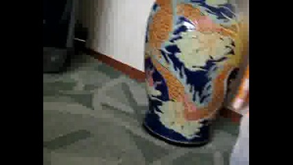 Папагал Се Къпе В Аквариум