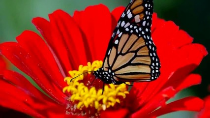Ernesto Cortazar - Walking Through The Path Of Life - Beautiful Sundari