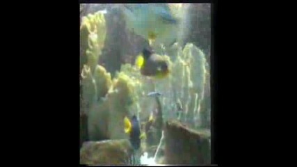 Stephanie De Monaco - Dance With Me