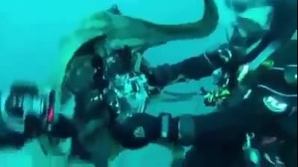 Рисковете На Подводното Снимане Видео