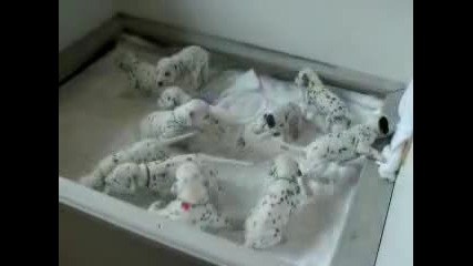 11 - Dalmatian