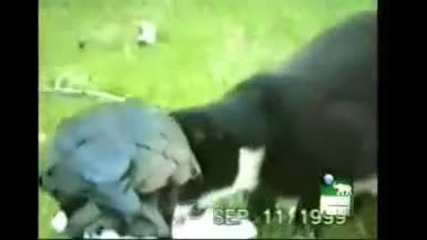 Crow and cat 