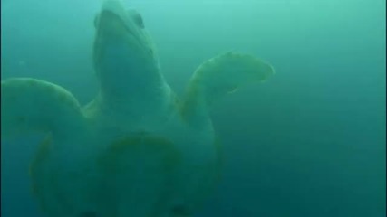 Turtle The Incredible Journey - Movie Trailer Official