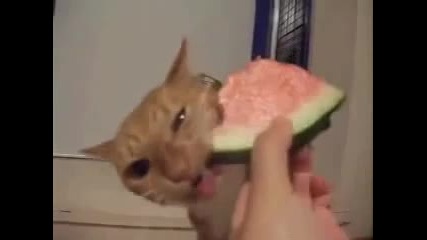 котка яде сладко диня