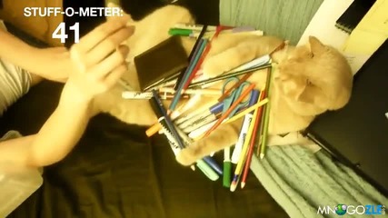 Най-мързеливата котка - смях !