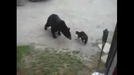 Котка срещу мечка !?