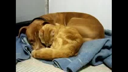 Котка мие питбул 