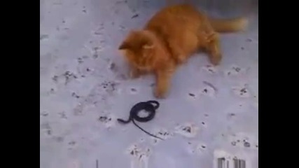 Коте си играе с змия 