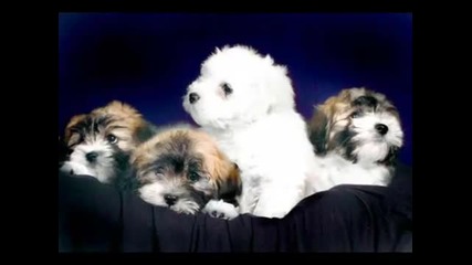 Puppy Love - Donny Osmond 