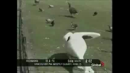 Пеликан изяжда гълъб - клипчета смешни видео клипове забавни 