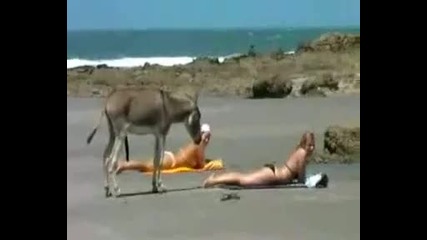 Магаре на плаж