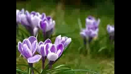 Andre Rieu - Second Waltz