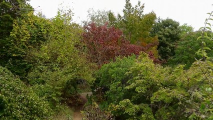 Ernesto Cortazar - Let S Take A Walk - Fall On Quarryhill Botanical Garden
