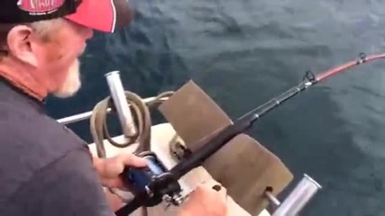 Акула отмъква улова на рибар!