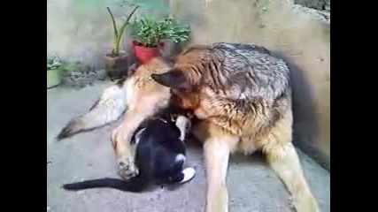 Герта И Джони