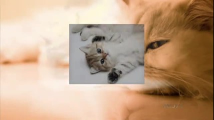 Gheorghe Zamfir - I Just Called To Say I Love You 