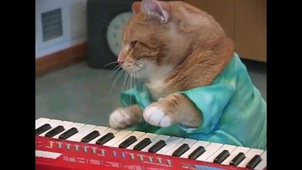 Дебело коте свири на пиано 