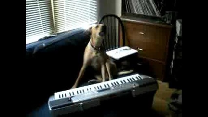куче свири на пиано