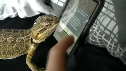 Гущер играе на телефонна игра