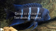 Топ 10 Най-красивите и екзотични риби