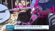 Сърфисти на четири лапи: Кучета демонстрираха спортни умения на плаж в Калифорния