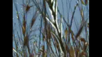Loreena Mckennitt - Seeds Of Love 