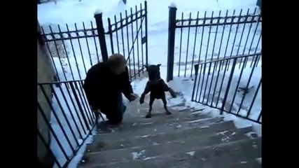 Невероятни Кучета О.о