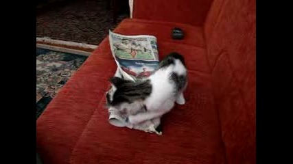 Sweet Cat