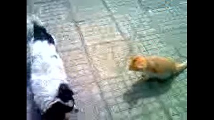 Куче си играе с котка :)
