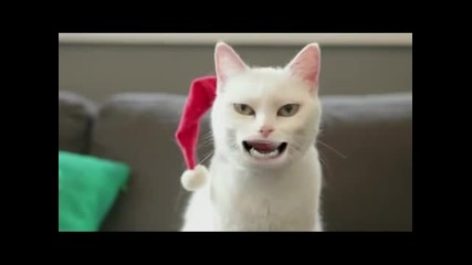 Котка пее коледна песничка