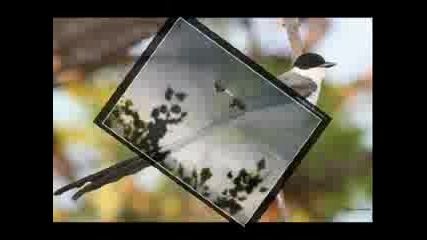 Scorpions - Dust In The Wind