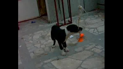 Pitbull Igra