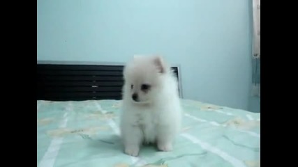 Youtube - White Pomeranian Puppy