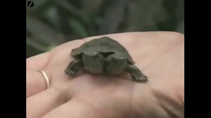 Turtle Has Two Heads