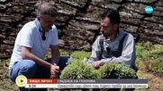 „Нищо лично“: Семейство сади цветя там, където трябва да има керемиди (ВИДЕО)