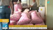 Трудна година за производителите в Долината на розите