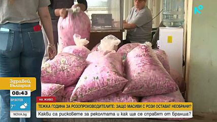 Трудна година за производителите в Долината на розите