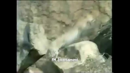 Смели животни нападат големи хишници