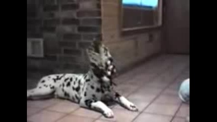 govoreshti kucheta 