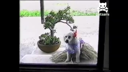 Кученце танцува хула