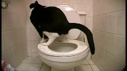 Котешка тоалетна 