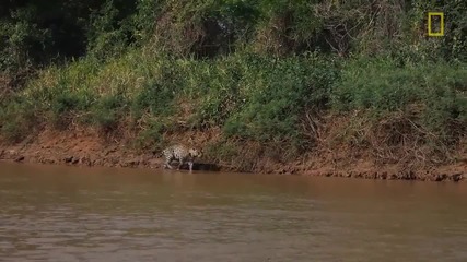 Ягуар перфектен ловец , напада крокодил ! видео