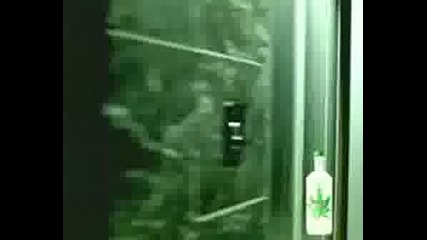 Vodka Marry Jane