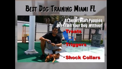 Dog Training In Miami