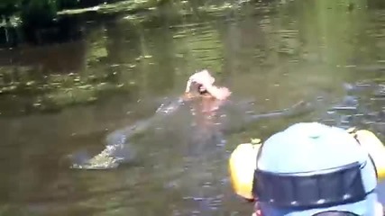 Човек си играе с два алигатора във водата пред смаяните погледи на туристите